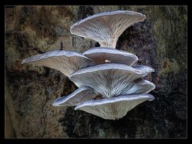 Oyster Fungus