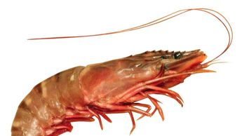 Shrimp