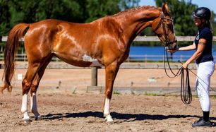 Heart of Gold SB (12) (SWB)