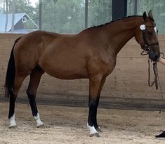 Una Nova SB (12) (SWB) 2019
