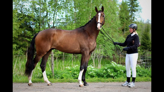 Cumano SB (SWB)