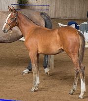 D´Leonore SB Z 2024