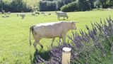 koeien en lavendel