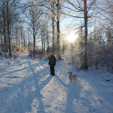 Vinterpromenad i skogen