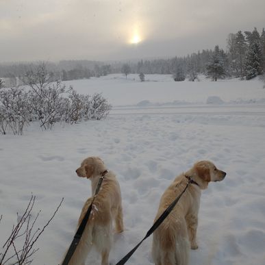 Vinterpromenad