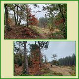 509 Bostocht 02-11-2024