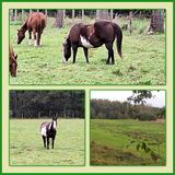 516 Clubwandeling 2024