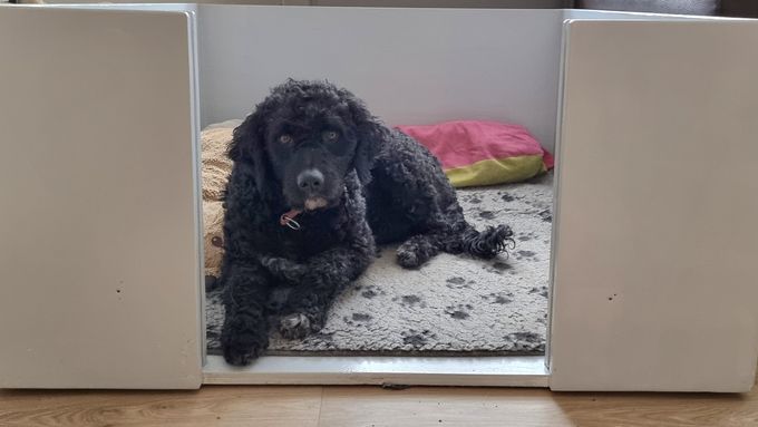 Werpkist neergezet, kan Dycke vast wennen.💞🐾