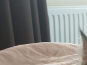 Walter relaxing on the bed