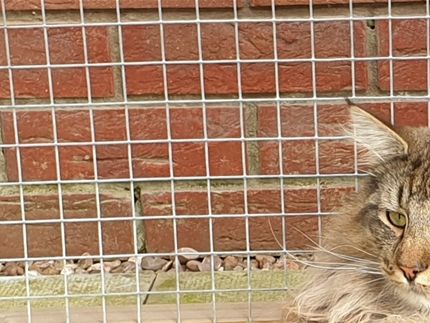 Stunning boy. Just 14 months old in this photo. Very mature boy for his age.