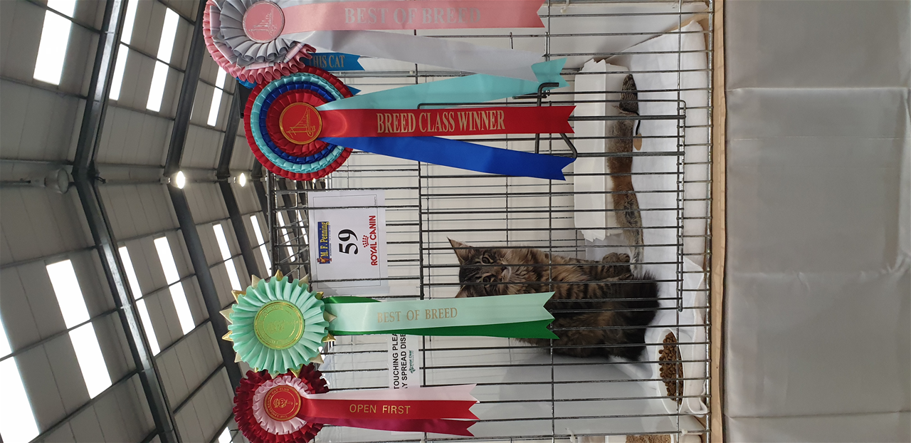 Water at his first joint show. Won both show classes and Best of Breeds. Then in one show won Best in Show slh kitten