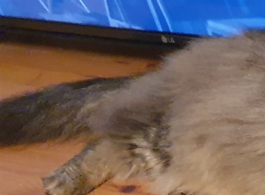 Grand Champion Bostinforest Chewbacca has gained both Champion and Grand Champion titles for GCCF. He has also won best male adult 2019 for the Norwegian Forest Cat Club.