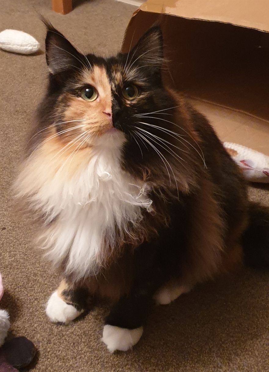 Bostinforest Freya has decided she loves going to shows. She spends the day purring, playing and licking people! She is doing very well. Hopefully her success will continue next year as an adult.