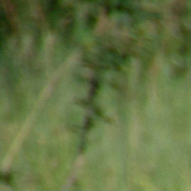 Se lejon i deras naturliga miljö