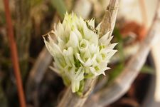Dendrobium ophioglossum