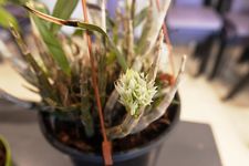 Dendrobium ophioglossum