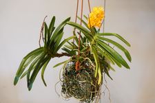 Ascocentrum miniatum