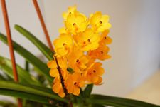 Ascocentrum miniatum