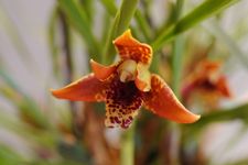 Maxillaria tenifolia