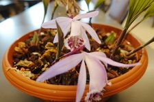 Pleione