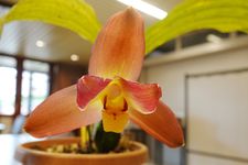 Lysudamuloa Red Jewel