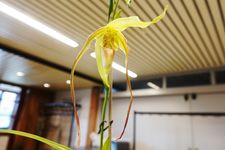Phragmipedium richterii