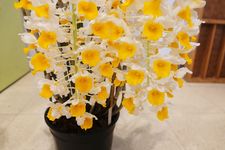 Dendrobium thyrsiflorum