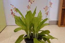 Calanthe sp