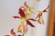 Calanthe sp