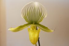 Paphiopendilum maudia