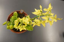Calanthe sieboldii