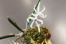 Leptotes bicolor