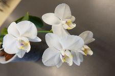 Phalaenopsis aphrodite