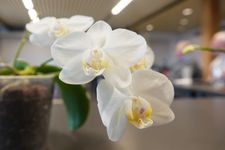 Phalaenopsis aphrodite