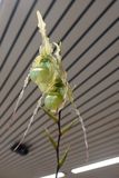 Phragmipedium macrochilum
