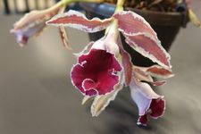 Trichopillia marginata