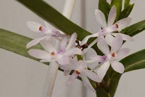 Ascocentrum christensonianum 2 