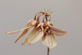 Bulbophyllum lepidum 1  