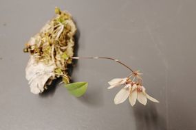 Bulbophyllum lepidum 2 