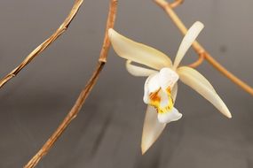 Coelogyne huettneriana