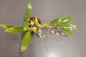 Coelogyne huettneriana