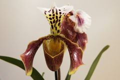 Paphiopedilum sp