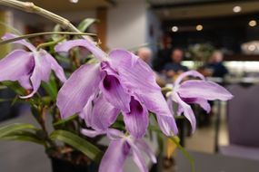 Dendrobium sp
