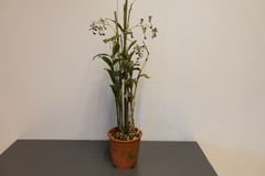 Epidendrum melanoporphyreum  
