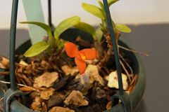 maxillaria sophronitis