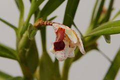 Maxillaria arbuscula 