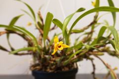 Maxillaria variabilis  