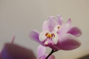 Phalaenopsis schilleriana