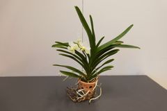 Vanda hyb.   