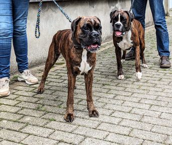 Kyra (Miep) en Kayla van Huize Mentana